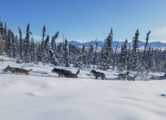 Alaska Sled Dogs and the Ultimate Denali Dogsled Expedition •