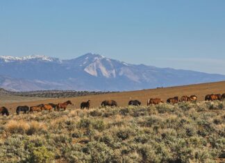 10+ Remarkable Things to Do in Carson Valley NV » Local Adventurer