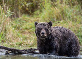Watching Bears in BC Canada 3 ways to see Grizzlys