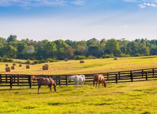 The Ultimate Guide to Lexington, Kentucky