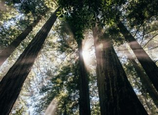 What Travelers Need to Know About Carbon Offsets — TripIt Blog