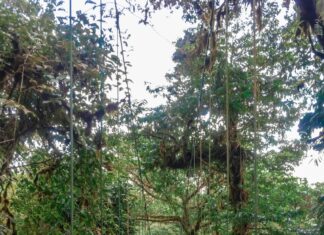 Why You Need to Visit the Monteverde Cloud Forest in Costa Rica