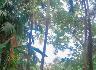 A Complete Guide to La Fortuna, Costa Rica