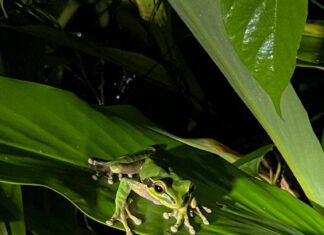 Manuel Antonio Night Jungle Tour: Is It Worth It?