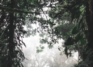 Monteverde or La Fortuna: Which Is better?