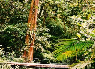 Río Celeste Full-Day Tour: Is It Worth It?