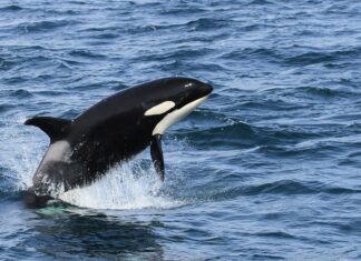 9 Breathtaking Things to Do in Seward Alaska » Local Adventurer