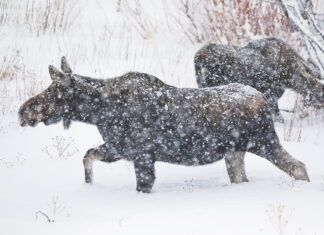 10 Best National Parks to Visit in January + 1 to Skip » Local Adventurer