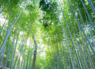 My Honest Experience with Faye Travel Insurance