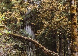 8 Dreamiest Places to Enjoy Fall in California