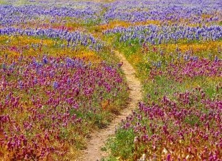 40+ Date Ideas That Start With F Activities » Local Adventurer » Travel Adventures in Las Vegas + World Wide