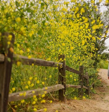 7+ Fun Things to Do in Buena Park CA » Local Adventurer » Travel Adventures in Las Vegas + World Wide